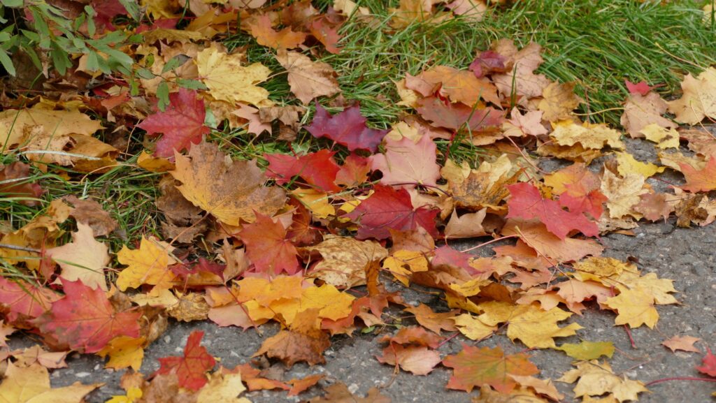 closeup of fall leaves on ground in upstate south carolina